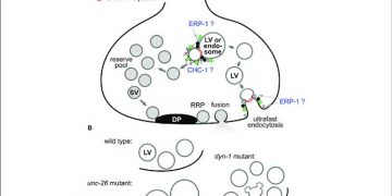 Yedek Vezikül Nedir?