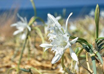 1 milyon hayvan ve bitki türü yok olma tehlikesi ile karşı karşıya