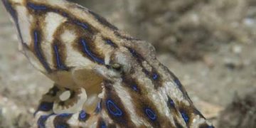 Avustralya ve Yeni Zelanda için Veteriner Toksikolojisi