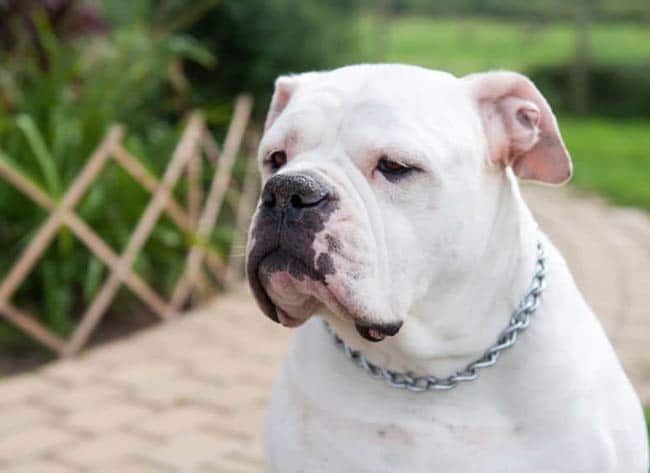 American Bulldog