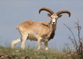 Anadolu cereni koruma altında çoğalıyor