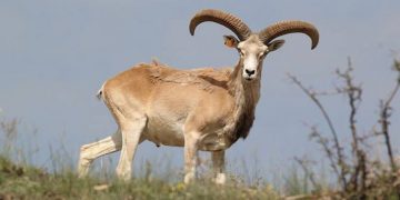 Anadolu cereni koruma altında çoğalıyor