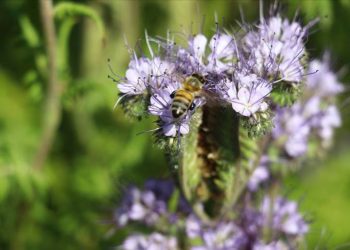 Arı Ölümlerine 'arı otu' Çare Olacak