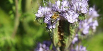 Arı Ölümlerine 'arı otu' Çare Olacak
