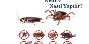 En iyi böcek ilaçlama Nedir? Nasıl Yapılır?