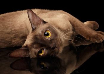 En Sevimli Kedi Irkları