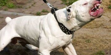 En Tehlikeli Köpek Irkları