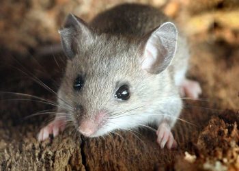 Fare Isırığı (Sodoku) Hastalığı