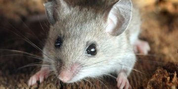 Fare Isırığı (Sodoku) Hastalığı