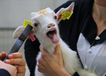 Hayvan küpeleme yetkisi birliklere devrediliyor