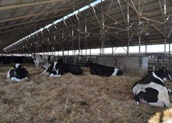 İnekler KONFOR ister