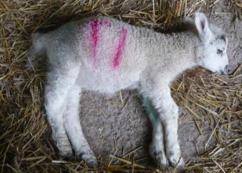 Islak Ağızlı Kuzular