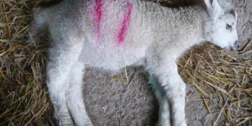 Islak Ağızlı Kuzular