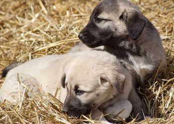 Kangal ve akbaş genlerine özel koruma