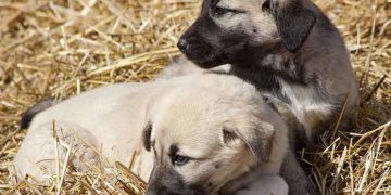 Kangal ve akbaş genlerine özel koruma