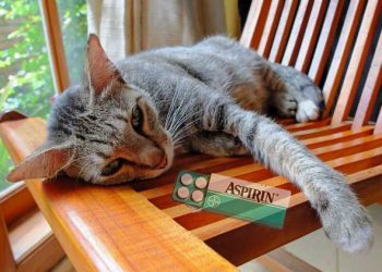 Kedilerde Aspirin Zehirlenmesi