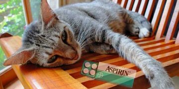 Kedilerde Aspirin Zehirlenmesi