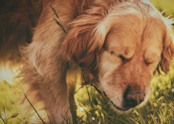 Köpeklerde Brucellosis Hastalığı