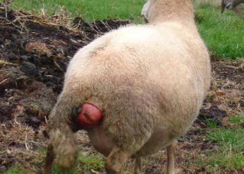 Koyunlarda Prolapsus Vagina Ekonomik Yönden Önemi