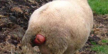 Koyunlarda Prolapsus Vagina Ekonomik Yönden Önemi