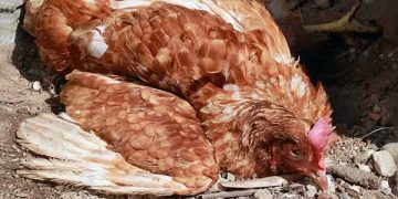 Newcastle (Yalancı Veba) Hastalığı