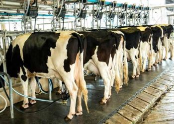 Süt Sığırcılığı Sektörü - Veteriner Hekimlik ve Avrupa Birliği Hakkında Görüşler