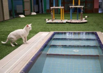 Van kedileri havuzda serinleyecek