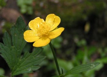Yatık Düğün Çiçeği Nedir?
