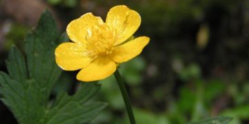 Yatık Düğün Çiçeği Nedir?