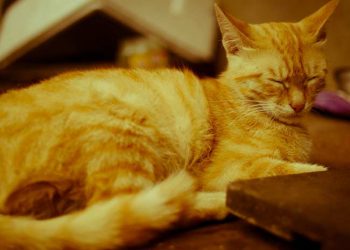 Yavaş Solunum Nedir?