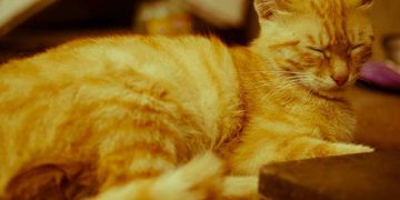 Yavaş Solunum Nedir?