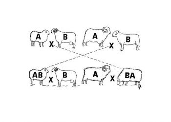 Yavru Ortalamalarına Göre Seleksiyon Nedir?