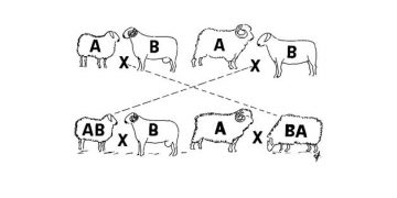 Yavru Ortalamalarına Göre Seleksiyon Nedir?