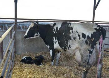 Yavru Zarlarının Atılmaması Nedir?