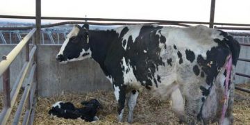 Yavru Zarlarının Atılmaması Nedir?