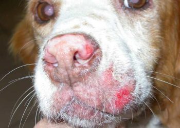 Yaygın Deri Layşmanyozisi Nedir?