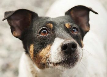 Yaygın Histoplazmozis Nedir?