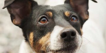 Yaygın Histoplazmozis Nedir?