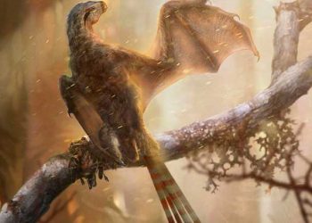 Zar Kanatlı Bir Dinozor Daha Keşfedildi: Ambopteriks