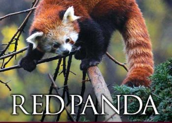 Kırmızı Panda: Pandanın Biyolojisi ve Korunması