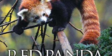 Kırmızı Panda: Pandanın Biyolojisi ve Korunması