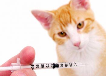 Kedilerde Aşılama ve Aşılama Kuralları