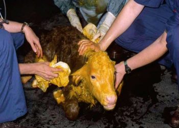 Sarıya Boyanmış Buzağılar