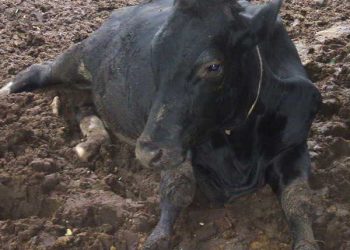 Üç Gün Hastalığı