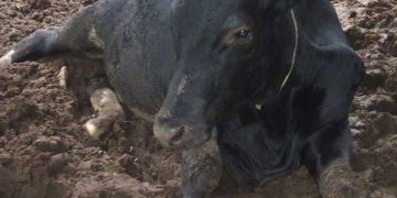 Üç Gün Hastalığı