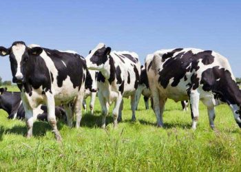 Ülkemizdeki Holstein Irkı İnekler