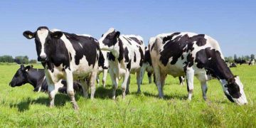 Ülkemizdeki Holstein Irkı İnekler