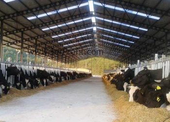 Ülkemizdeki Sığır Barınakları