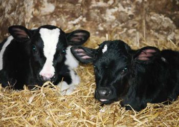 Verim Buzağıyken Başlar