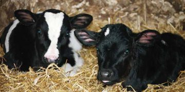 Verim Buzağıyken Başlar